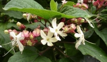 Клеродендрон трёхслойный-Clerodendrum-trichotomum Carnaval