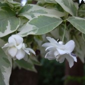 Райтия религиозня вариегатная-Wrightia religiosa variegata