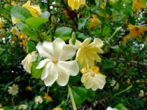 Gardenia volkensii ( Гардения трансваальская)