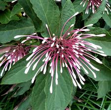 Клеродендрум Фейерверк-Clerodendrum quadriloculare