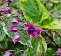 Клеродендрум -Clerodendrum trichotomum 'Carnival'