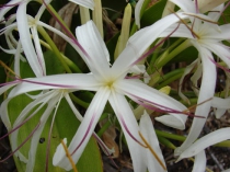 Кринум азиатский вариегатный Crinum Asiaticum Variegata