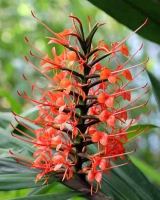 Гедихиум Hedychium coccineum