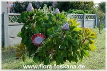 Протея-Protea cynaroides-Knigsprotea