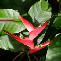 Геликония  Heliconia stricta cv. Dwarf Jamaican