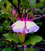 Strophanthus courmontii