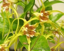 Строфантус, Strophanthus divaricatus.