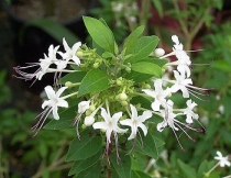 Клеродендрум Clerodendrum aculeatum