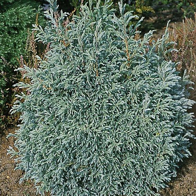 Кипарисовик горохоплодный Baby Blue