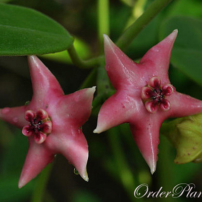 Coronaria Pink