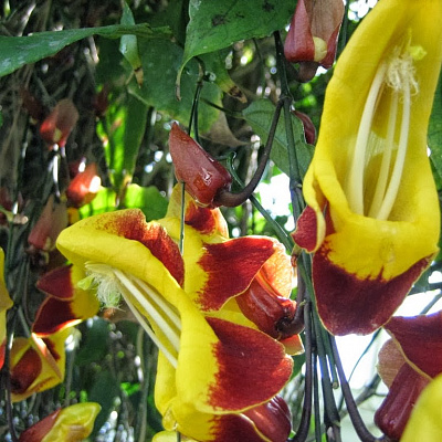 Тунбергия-THUNBERGIA MYSORENSIS