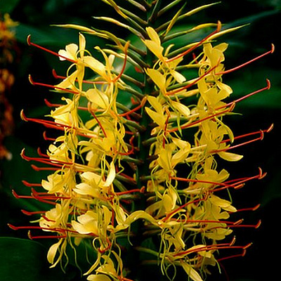 Гедихиум Hedychium gardnerianum Yellow