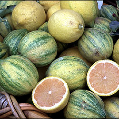 Citrus Follis variegata