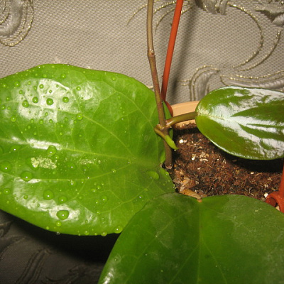 Hoya Surigaoensis