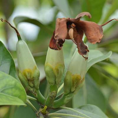 Fagraea auriculata (Фагрея ушковидная)