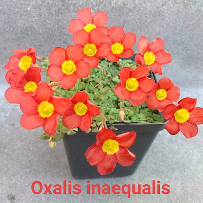 Oxalis inaequalis