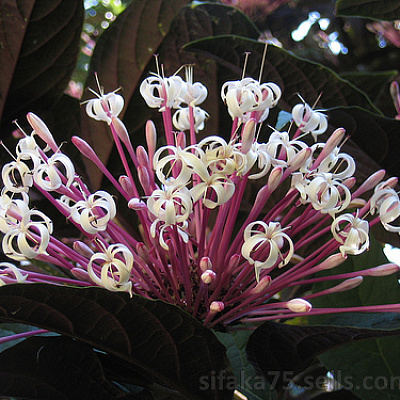 Клеродендрум Фейерверк-Clerodendrum quadriloculare