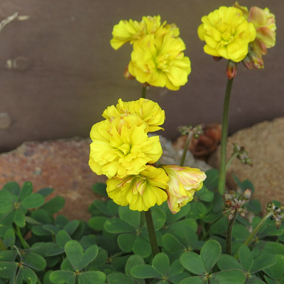 Oxalis 'Double Trouble'