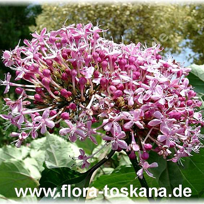 Клеродендрон (листопадный кустарник)-Clerodendrum bungei-Losbaum, Ruhmesblume