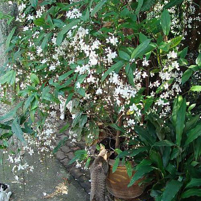 Клеродендрум Шмидта, Цепи славы, Clerodendrum schmidtii. 