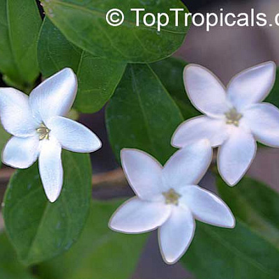 Псилантус-Psilanthus bengalensis