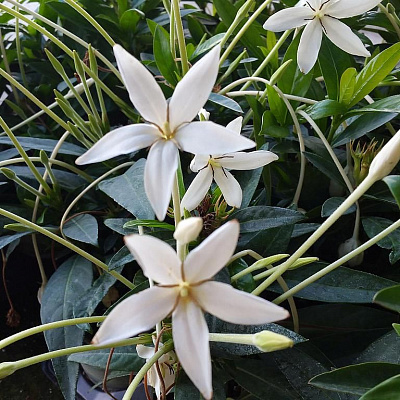 ALIBERTIA BELIZE - WHITE STAR FLOWER или мармеладное дерево.