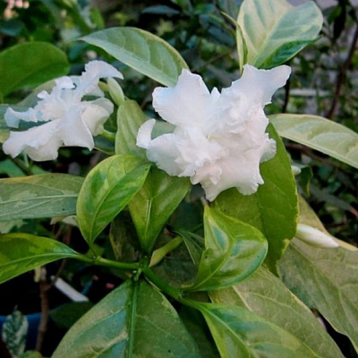 Tabernaemontana divaricata ‘Cream margin leaf" вариегатная.