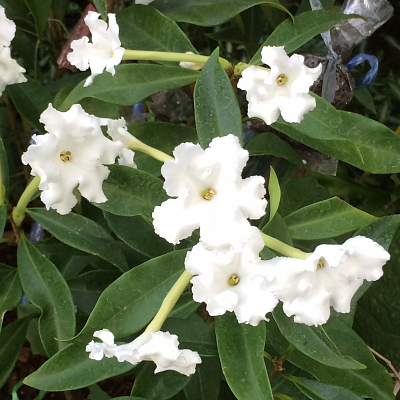 Brunfelsia Manaca