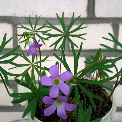 Oxalis decaphylla Кислица десятилистная.