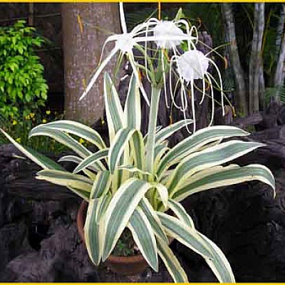 Гименокаллис прибрежный вариегатный Hymenocallis littoralis variegata