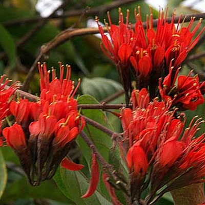 Комбретум грандифлорум-Combretum grandiflorum