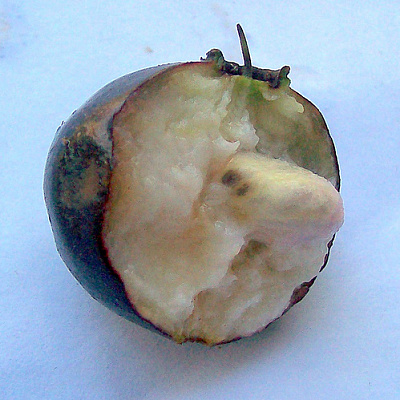 Syzygium polycephalum