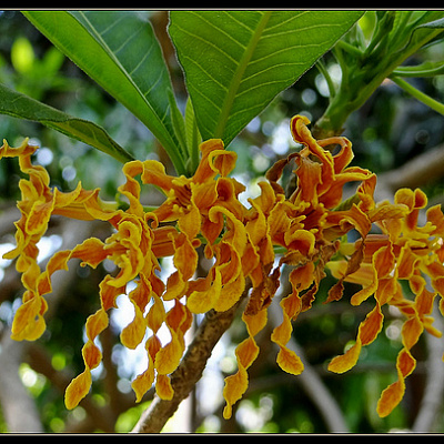 Строфантус Boivinii - Strophanthus Boivinii 