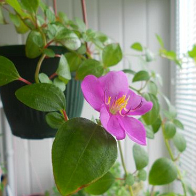 Тибухина Tibouchina Disson