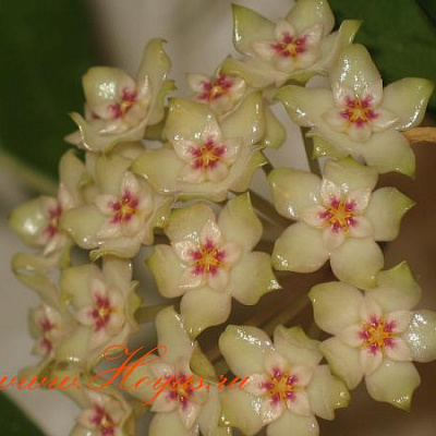 Hoya Parasitica Northabli 1