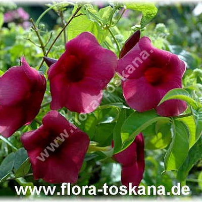 Алламанда Пурпурная-Allamanda blanchetii-Violette Allamanda