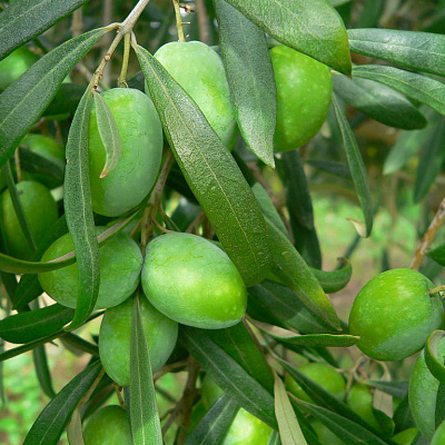 Олива плодоносящая