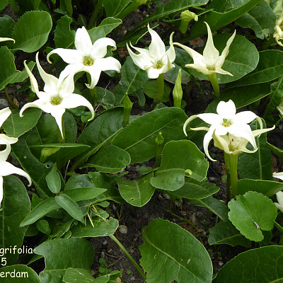 Жабороза цельнолистная-Jaborosa integrifolia