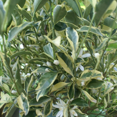 Citrofortunella Microcarpa 'Variegata'