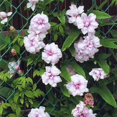 Калистегия  Hederacea Flore Pleno