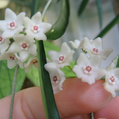 Longifolia Взрослое растение на цвету