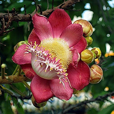 Couroupita guianensis variegatis ( Курупита гвианская Вариегатная))