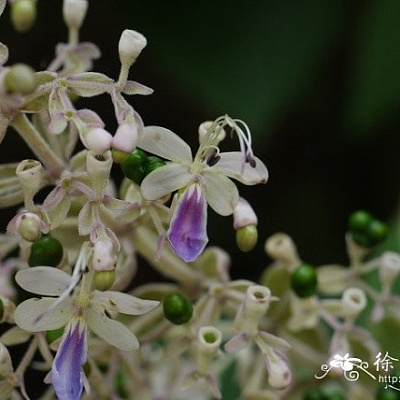 Clerodendrum serratum на бутоне.