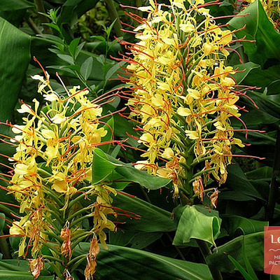 Гедихиум Hedychium gardnerianum Yellow