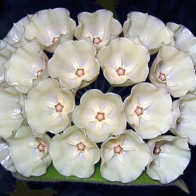 Hoya Cystiantha