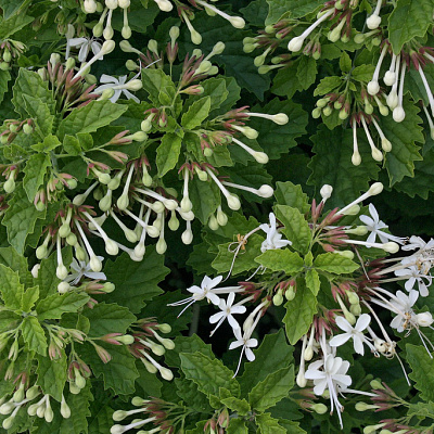 Клеродендрум каламитозум-Clerodendrum calamitosum