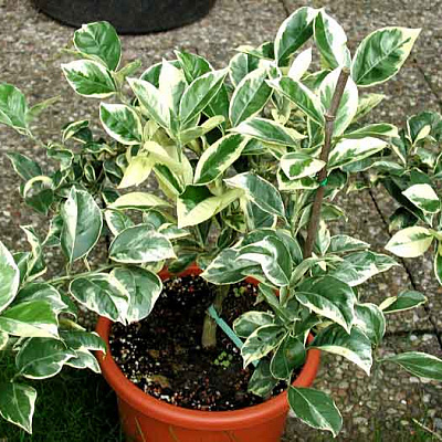 Citrus Follis variegata