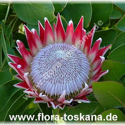 Протея-Protea cynaroides-Knigsprotea