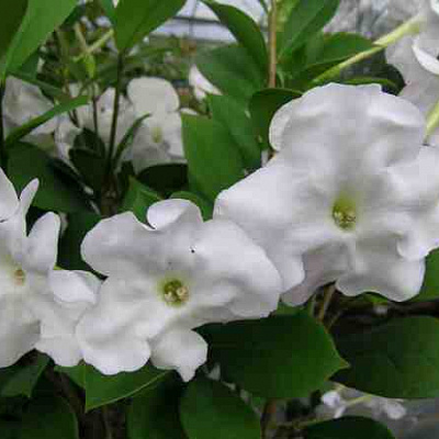 BRUNFELSIA LACTEA грандифлора