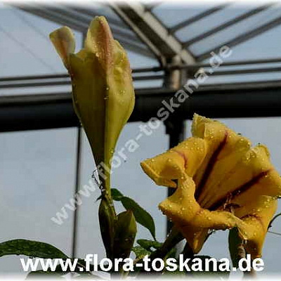 Соландра большая-Solandra maxima-Goldkelchwein. На бутоне.